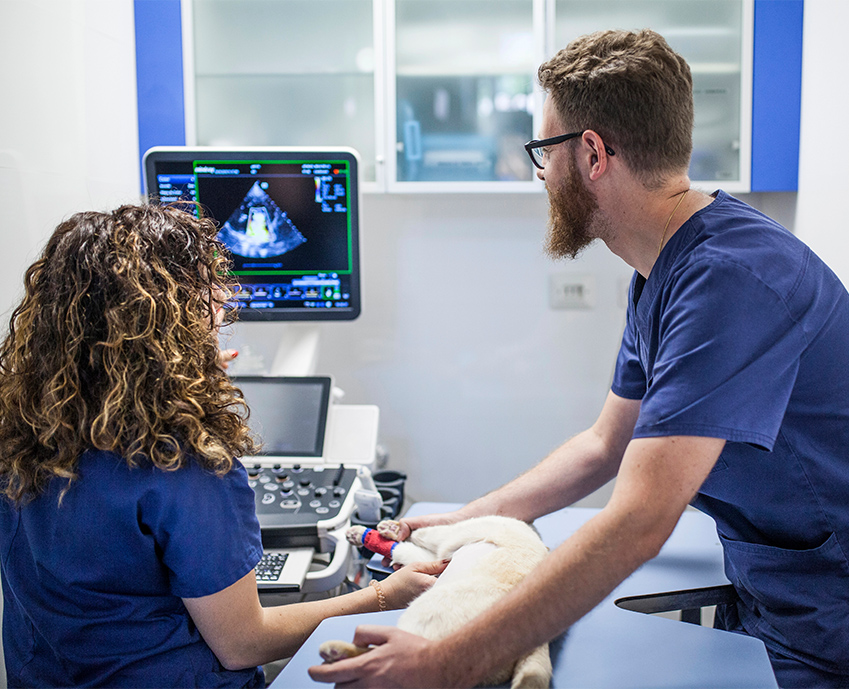 Veterinary team performing an ultrasound examination Two veterinary clinicians performing an ultrasound examination on a dog while reviewing the image on screen